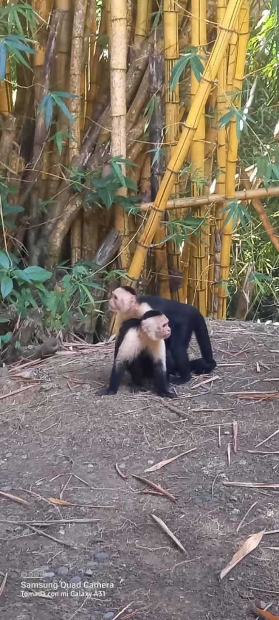 Grand Park Manuel Antonio - Adults Only Ξενοδοχείο Εξωτερικό φωτογραφία
